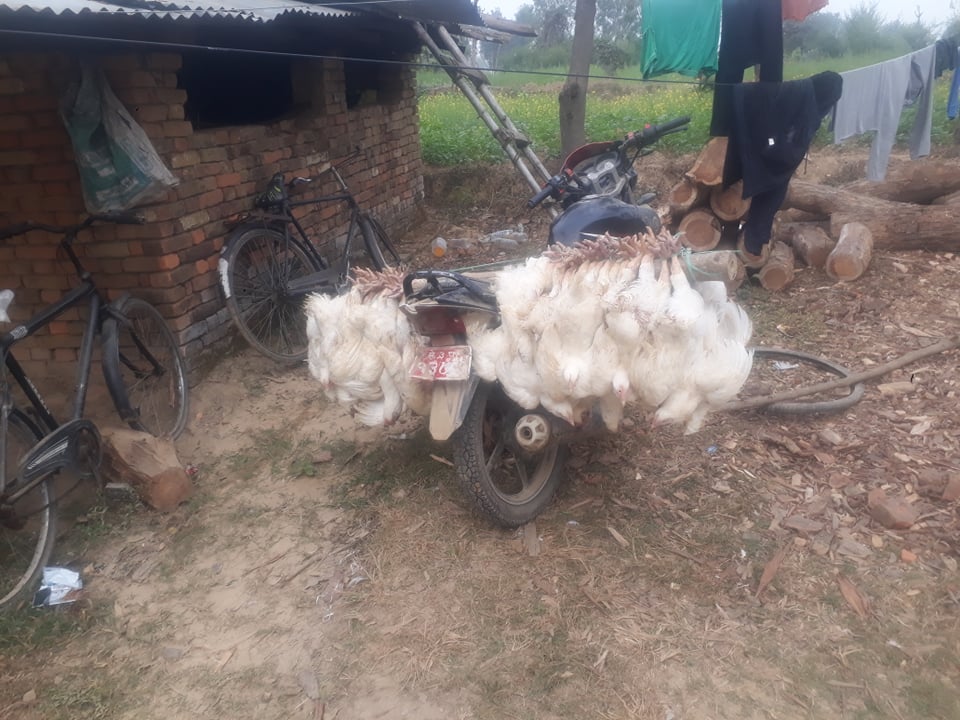 अवैध कुखुरा