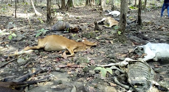 फाेटाे : इशाेर जैशी