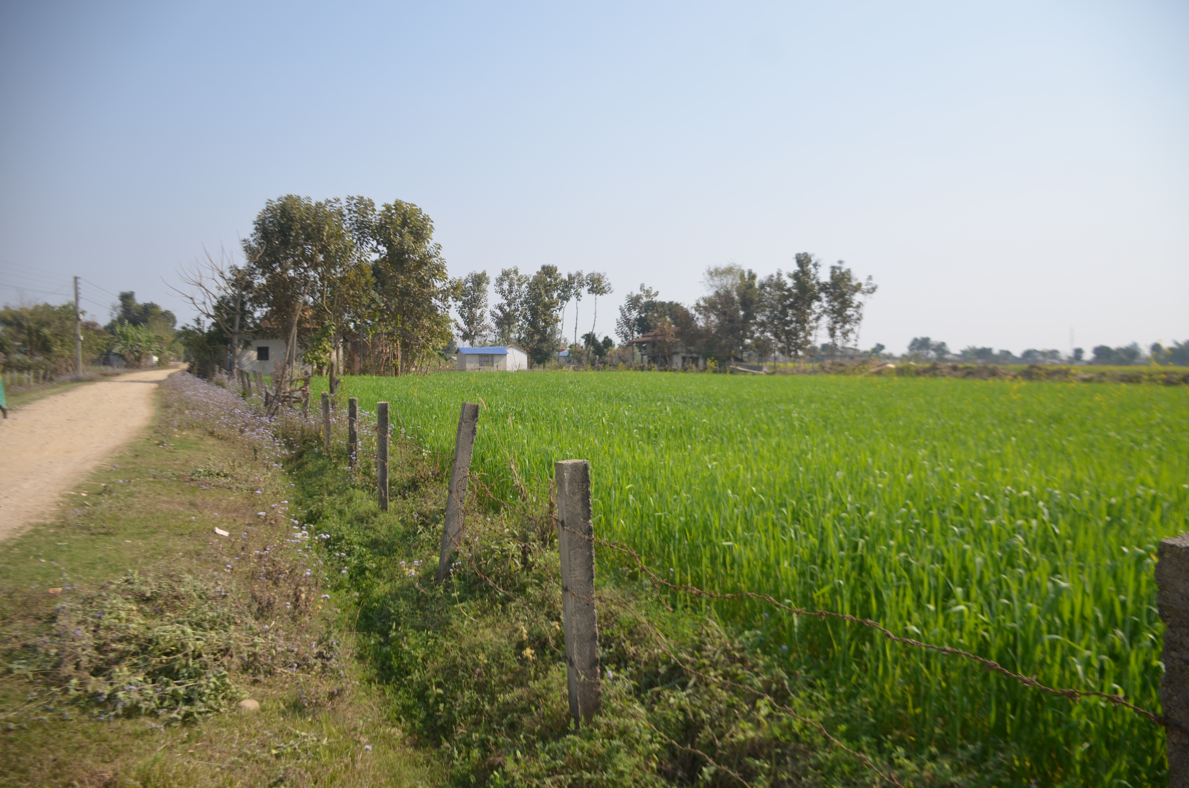 दृष्टिबन्धकी गरिएको  ८ कट्ठा जग्गा