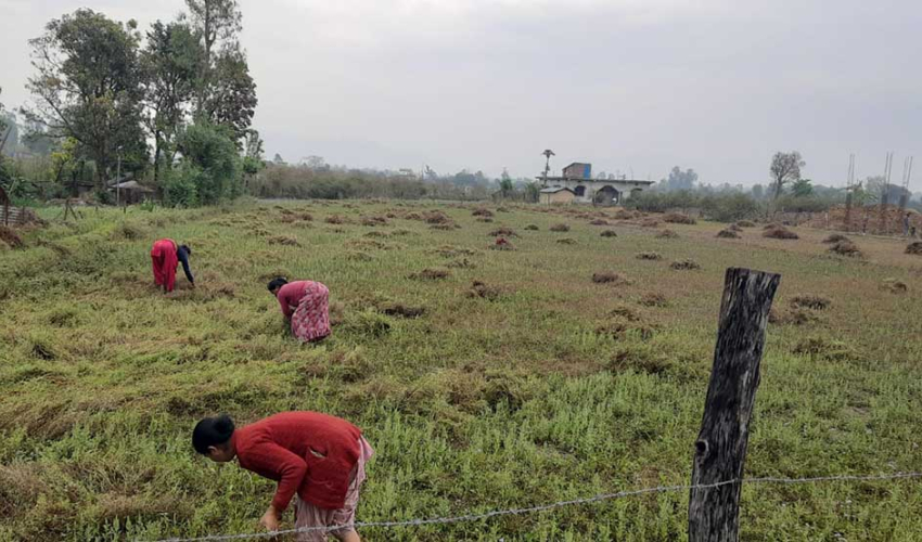 तस्बिर: एकिन्द्र तिमिल्सिना