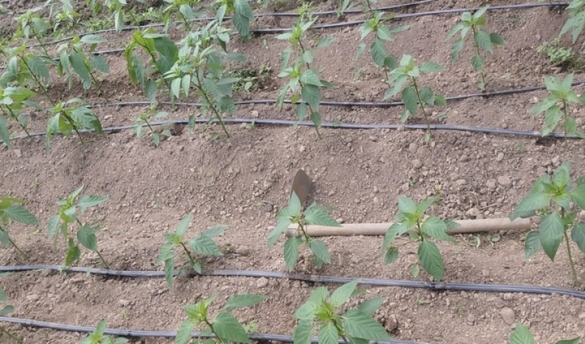 जलवायु परिवर्तनसँगै डडेल्धुराका किसान थोपा सिँचाइतर्फ 