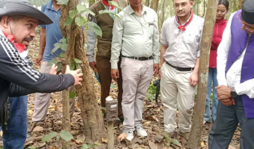 शुक्लाफाँटा–लालझाडी क्षेत्रमा बाघ गणनाको क्यामेरा चोरी, मेमोरी कार्डसमेत गायब 