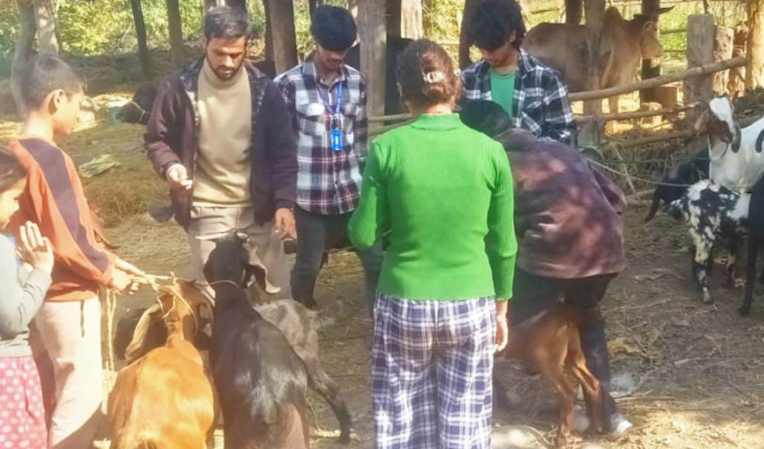 PPR infection confirmed in goats; vigilance intensified in Kailali and Kanchanpur