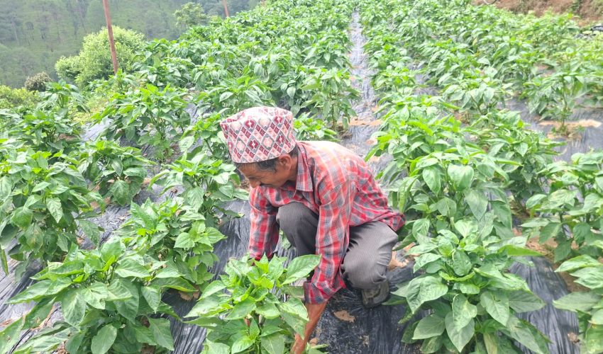 मेहनत र आम्दानी दुवै गाउँमै
