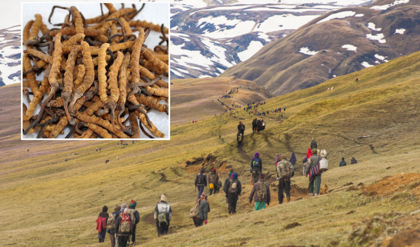 दार्चुलामा यार्चागुम्बा सङ्कलन गर्न १३८ जनाले लिए अनुमतिपत्र