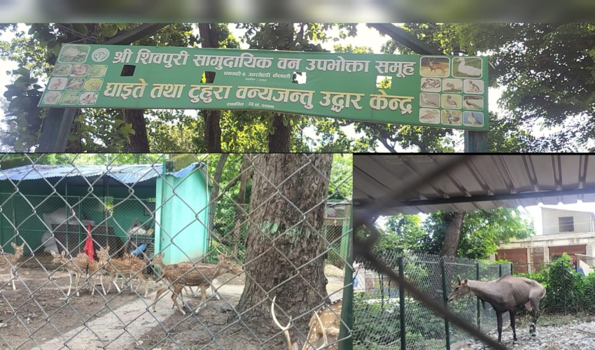 धनगढी-४ को शिवपुरी वन्यजन्तु उद्धार केन्द्रमा बजेट अभाव