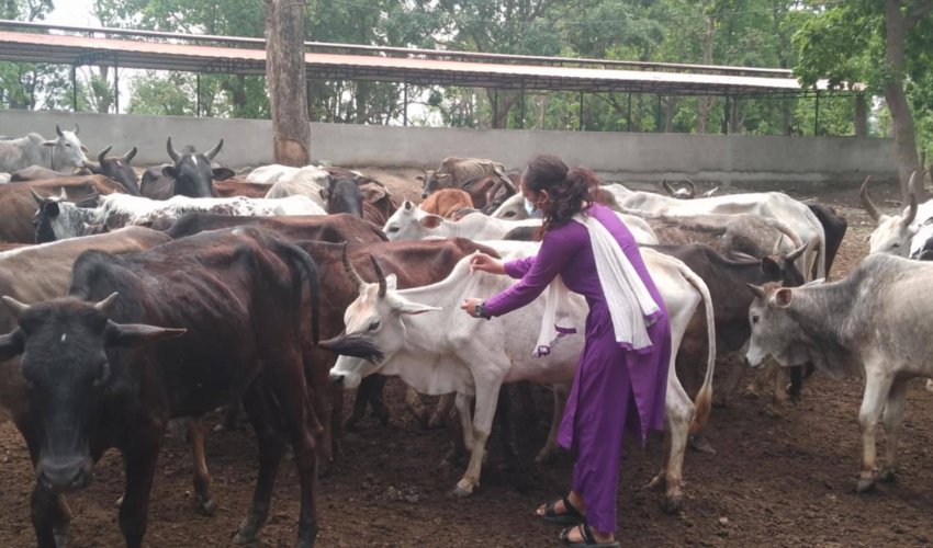 कैलालीमा एक वर्षमा ४ लाख ८४ हजार पशुचौपायालाई विभिन्न रोगविरुद्धको खोप लगाइयाे 