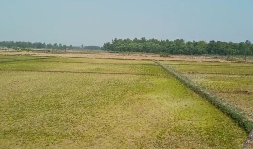 गत वर्षको तुलनामा १२.६२ प्रतिशतले रोपाइँमा कमी 