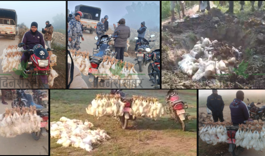 कञ्चनपुरमा भारतबाट ल्याइएका अवैध कुखुरा स्थानीयको सक्रियतामा नियन्त्रण गरि नष्ट  