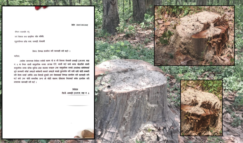 धनगढी-६ को जाली सामुदायिक वनका अध्यक्ष चौधरी विरुद्ध संसदीय समितिमा उजुरी