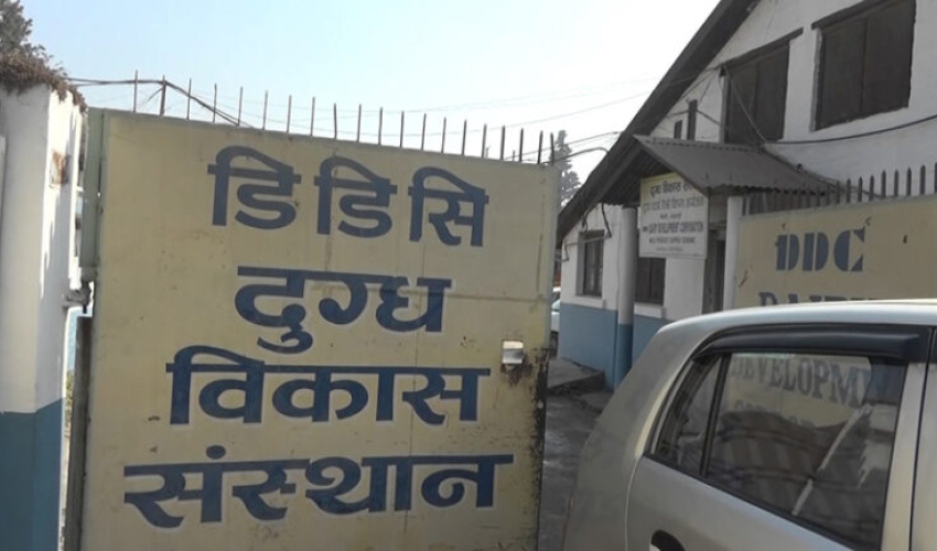 ‘दैनिक ८५ हजार लिटर वृद्धि गरी एक लाख ५० हजार लिटर दूध सङ्कलन गर्ने डिडिसीको लक्ष्य’