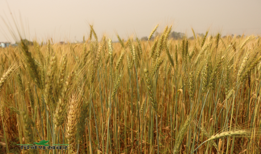 गहुँको उत्पादन लागत बढ्यो, समर्थन मूल्यले लागत उठेन