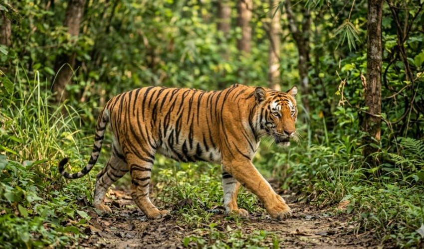 शुक्लाफाँटामा बाघ गणना सम्पन्न