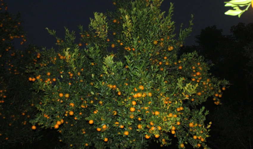 तसबीरः यमुना सउद 