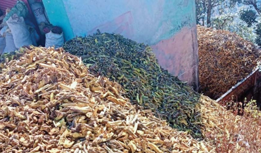 जडीबुटी प्रशोधन प्लान्ट अलपत्र