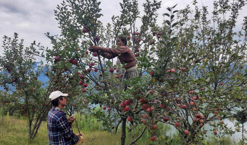 बजार र सडक अभावले बाजुराका स्याउ किसान निराश 