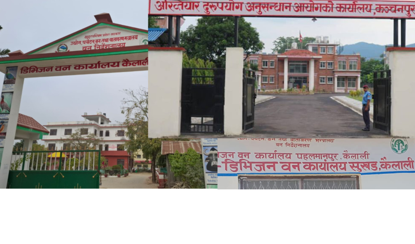 कैलालीका ११ वनबाट काठ संकलन गरी मिलेमतोमा बिक्री गर्न खोज्दा अख्तियारको छापा