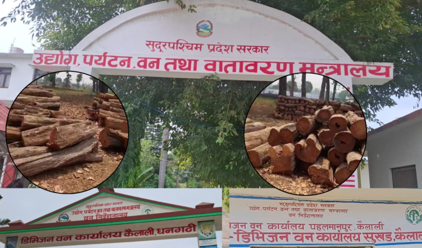 कैलालीमा १ अर्बको काठमा गोलमाल गर्ने सेटिङमा धक्का, ४ पक्षको मिलेमतोको आशंका