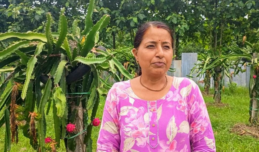 धनगढीमा  अर्गानिक ड्रागन खेतीमा रिता अवस्थीको सफलता, बजारभन्दा सस्तो मूल्यमा विषादीरहित फल बिक्री