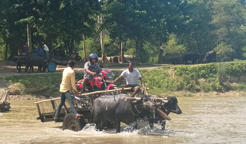 शिवगंगा नदीमा पुल नहुँदा धनगढीका बासिन्दालाई सास्ती