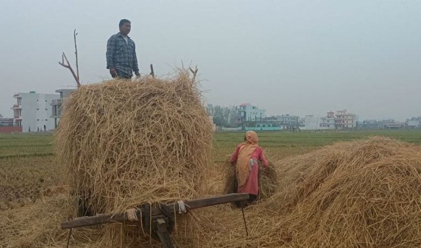 मौसम फेरिँदा चिन्तामा किसान