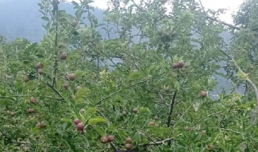 स्याउ खेतीतर्फ आकर्षित हुँदै बाजुराका किसान
