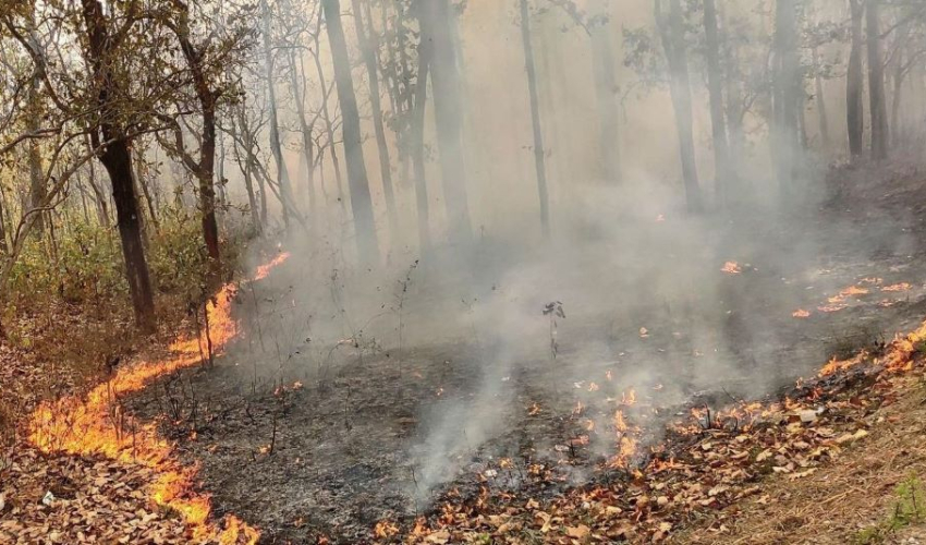 मनसुनपूर्वको बढी वर्षाले वन डढेलो घट्यो, २०८२ चैतमा हालसम्मकै कम घटना 