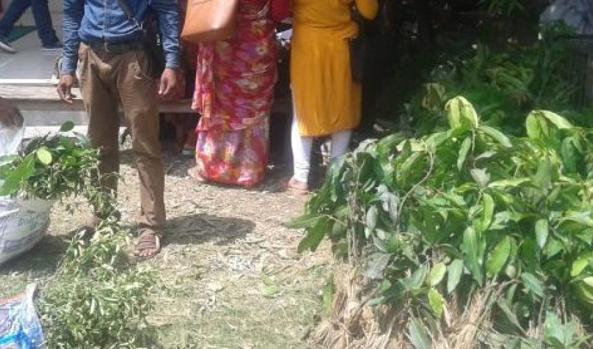 किसानलाई ५० प्रतिशत अनुदानमा फलफूलका बिरुवा