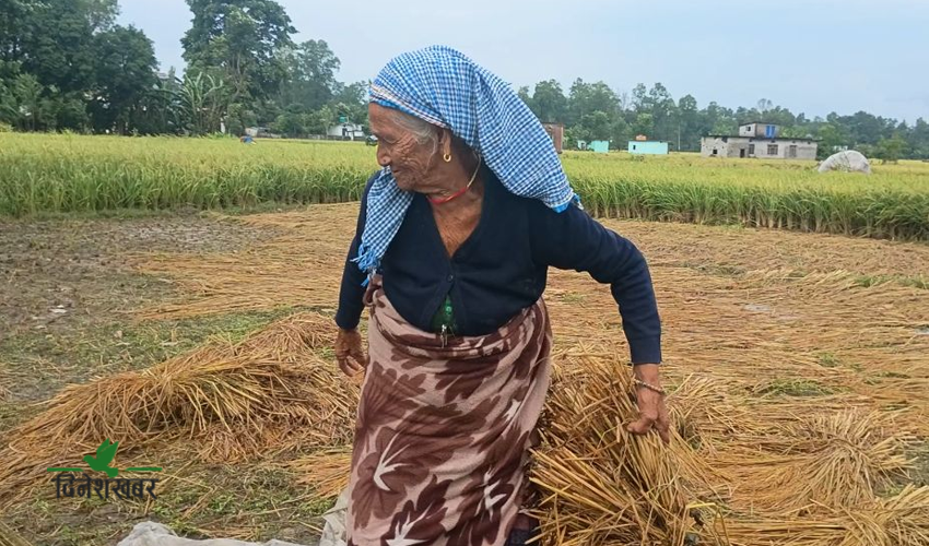 वर्षाले भिजायो किसानको धान, पाकेको बाली खेतमै बिग्रिने चिन्ता
