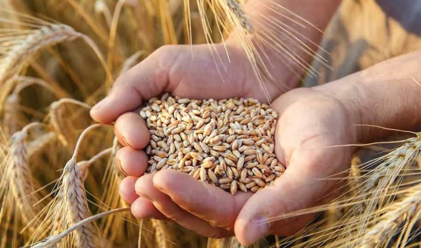 कैलालीमा गहुँ उत्पादन वृद्धि 