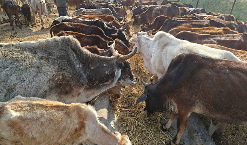 कैलालीको बर्दगोरिया गाउँपालिकाले गौशाला व्यवस्थापन आफैं सम्हाल्ने  