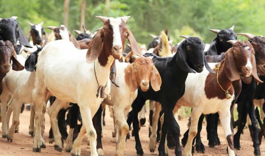कञ्चनपुरको शुक्लाफाँटामा विपन्न दलितलाई बाख्रा पाल्न अनुदान