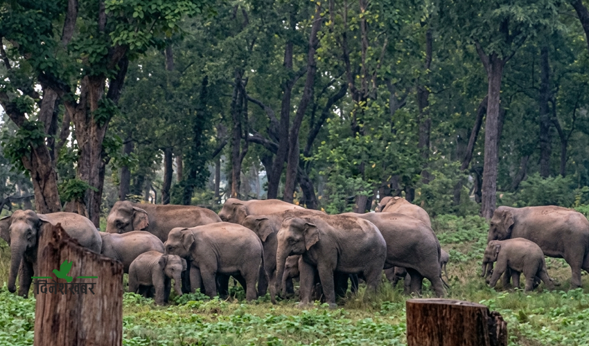 कञ्चनपुरमा रोकिएन हात्ती आतंक, रातभर जाग्राम बस्छन् स्थानीय