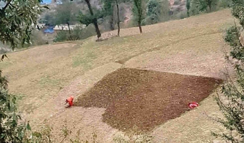 असिनाले सखाप पारेपछि दोस्रोपटक मकै छर्दै बैतडीका किसान 