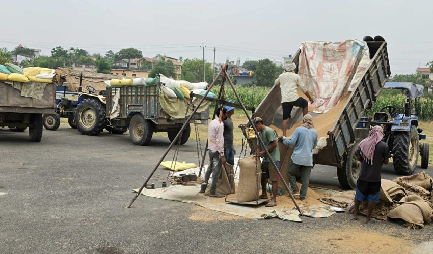 समर्थन मूल्यभन्दा बढीमा गहुँ बेच्न पाउँदा किसान खुसी