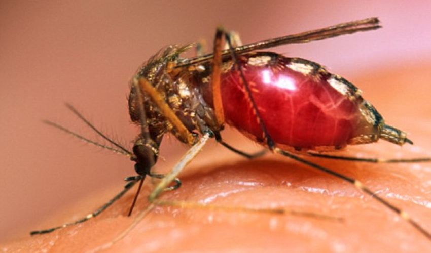 सुदूरपश्चिममा औलो सङ्क्रमणः निवारणको लक्ष्यप्राप्ति चुनौतीपूर्ण