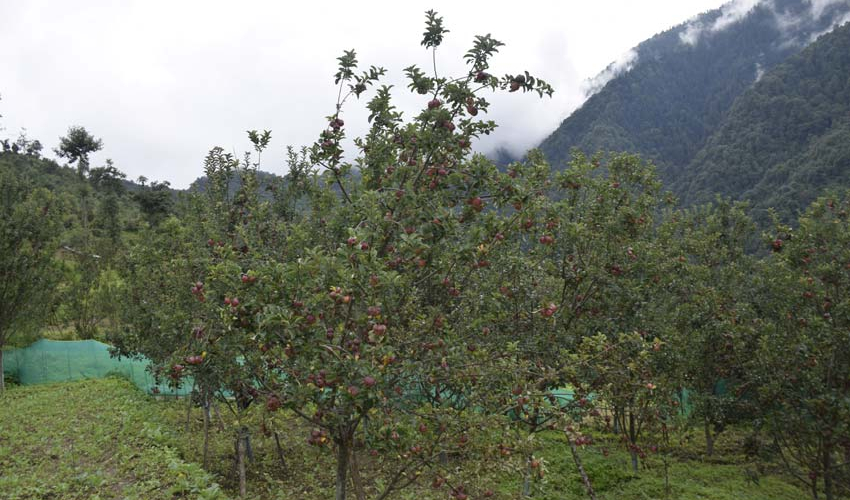 बगैँचामा स्याउ लटरम्म, बझाङका किसानलाई बजारको चिन्ता