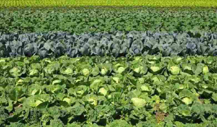 कैलालीको टीकापुरका महिला सामूहिक बेमौसमी तरकारीखेतीमा आकर्षित