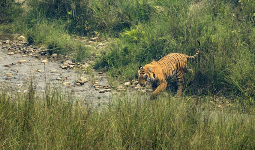 गौरीगंगामा बाघको खोजी तीव्र, जंगलमा क्यामेरा र ड्रोनबाट निगरानी