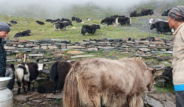 मुस्ताङको घरपझोङ गाउँपालिका–२ मार्फा गाउँका सफल पशुपालक किसान पदमप्रसाद ज्वारचनले उच्च हिमाली लेक आलुबारीमा पालेका याक, नाक र चौँरीगाई।
