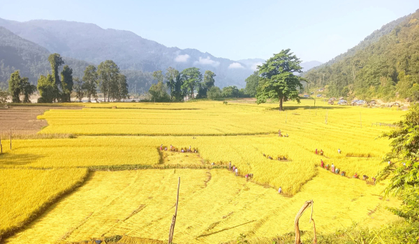 डोटीको बडिकेदार गाउपालिका-३ ओखलढुङ्गामा धान काट्दै किसान। गाउँघरमा अहिले किसानलाई धान काट्ने चटारो छ। तस्बिरः रासस