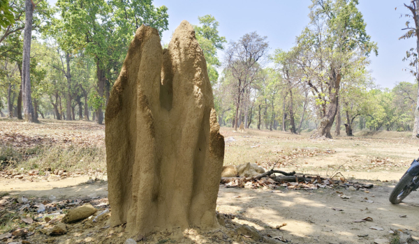 कैलालीको हुलाकी राजमार्गअन्तर्गत कैलारी गाउँपालिकामा पर्ने वसन्ता सामुदायिक वनमा रहेको धमिराको गोलो। वनभित्र सयौँ धमिराका ठुलठुला गोला बनाएको छ।