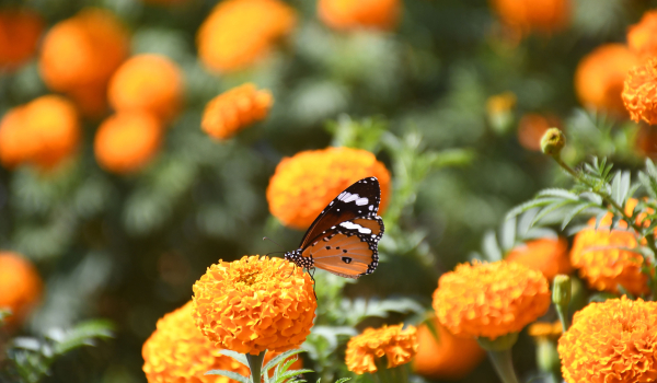 दाङको घोराही उपमहानगरपालिका–३ स्थित झिङनीमा सयपत्री फूलको रस चुस्दै पुतली। तस्बिर: रासस