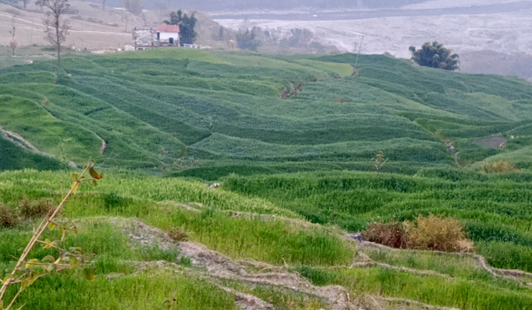 बाजुराको बुढीगङगा नगरपालिका–३ मा गहुँखेतीको हरियाली। सिँचाइ अभावका कारण यहाँका खेतहरु आकाशे पानीको भरमा रोपाइ हुने गर्छन्।