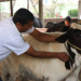टीकापुरमा सात हजार पशुपन्छीको उपचार