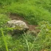 बैतडीमा घाँस काट्ने क्रममा ढुङ्गा लाग्दा २२ वर्षीया युवतीको मृत्यु