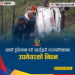 सवारी दुर्घटनामा प्युठानको स्वर्गद्वारी नगरपालिकाका उपप्रमुख राना मगरको निधन