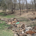 कैलालीको गोदावरीमा ‘कान्जी हाउस’ भित्र करिब चार सय गाई मरेको खुलासा