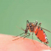 एकैदिन १ हजार ५०४ जनामा डेंगु संक्रमण 