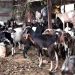 चितवनमा ३० करोडभन्दा बढी खसीको व्यापार